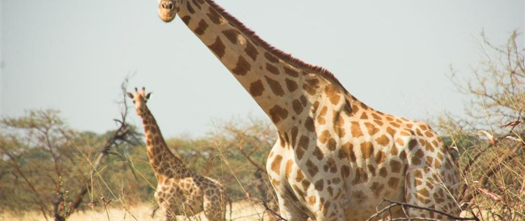 Giraffes at Waza National Park